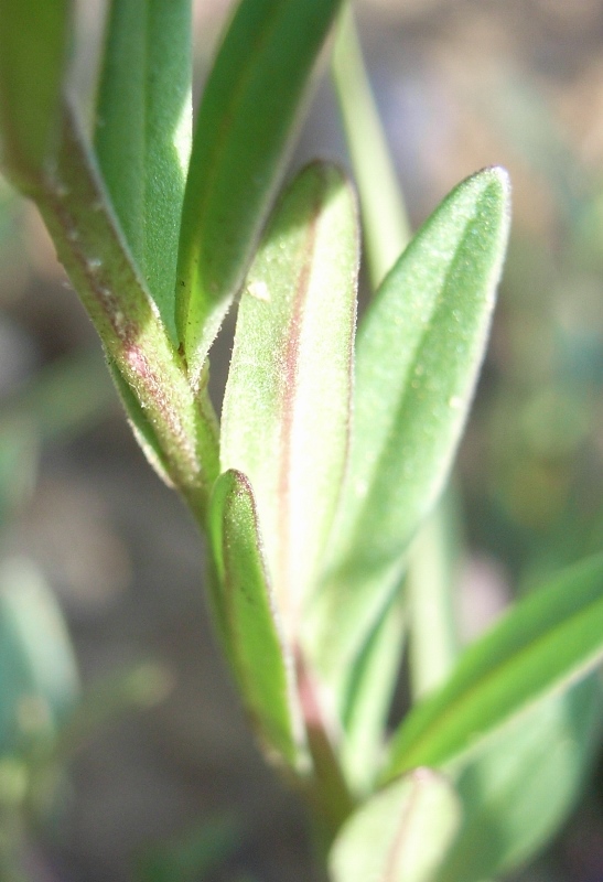 Chiedo conferma..Polygala